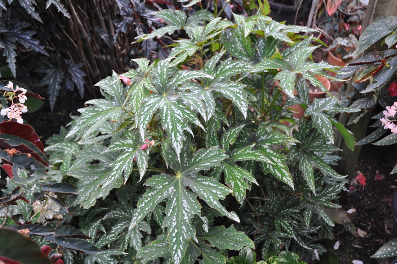B. diadema